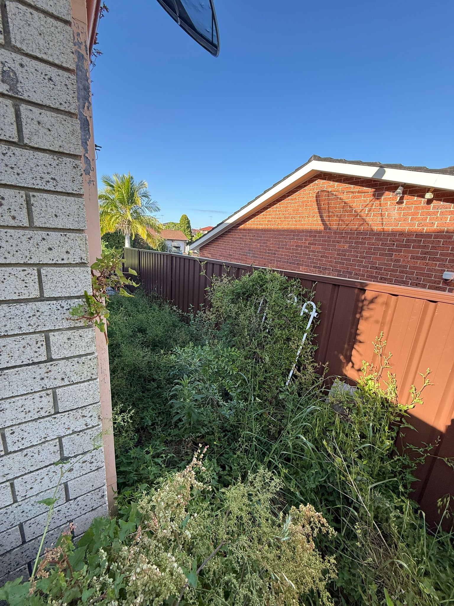 Formal Hedge Maintenance — Chatswood NSW